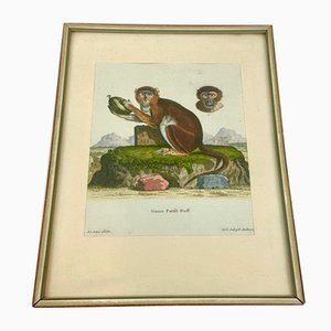 Johan Sebastian Leitner, Monkey, 1775, Copperplate Engraving
