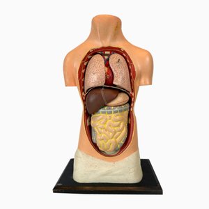 Small Antique Anatomical Model in Plaster and Paper Maché
