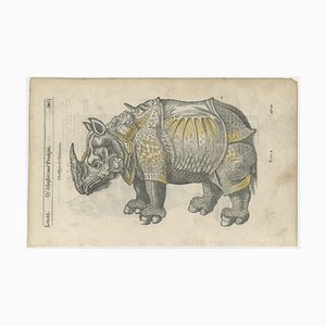 Nach Albrecht Dürer, Illustration eines Nashorns, Holzschnitt