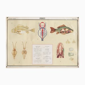 Lehrposter mit Fischen von GB Paravia Torino, 1959