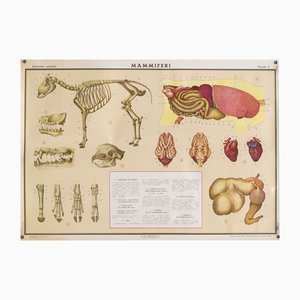 Educational Poster Depicting Mammals from G.B. Paravia Torino, 1959