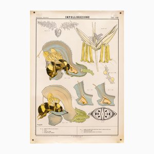 Affiche Éducative Représentant la Pollinisation de GB Paravia Torino, 1957