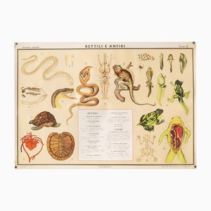Educational Poster Depicting Reptiles and Amphibians from G.B. Paravia Torino, 1959