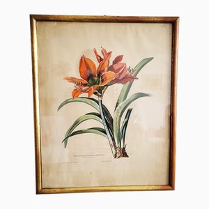 Anton Hartinger, Amaryllis Still Life from the Paradisus Vindobonensis Series, Chromolithograph, 1890s