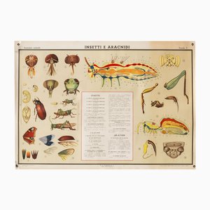Póster educativo con insectos y arácnidos de GB Paravia Torino, 1958