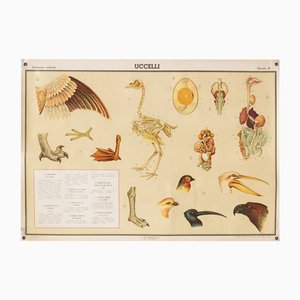 Educational Poster Depicting Birds from G.B. Paravia Torino, 1959