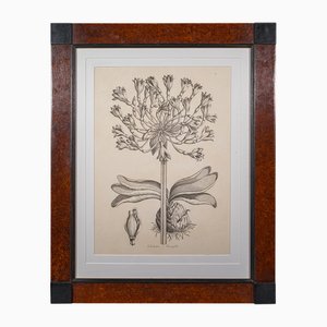 English Artist, Amaryllis Study, 1980s, Large Print, Framed