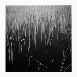 Paul Cooklin, Roseaux D'Eau, Photographie