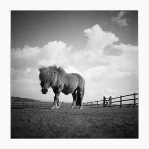 Paul Cooklin, Billy, 2010, Photograph