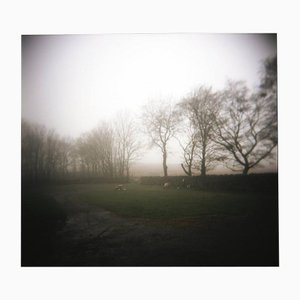 Paul Cooklin, Fog, Photograph