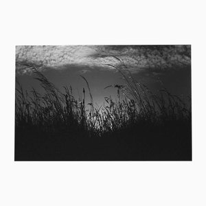 Paul Cooklin, Herbes Sauvages, Photographie