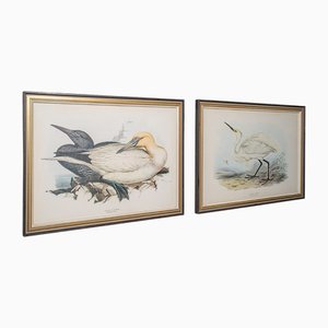Edwardianischer englischer Künstler, Solan Gannet und der Seidenreiher, 1910, Drucke, 2er Set