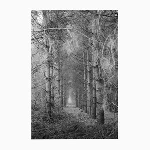 Paul Cooklin, Thorpe Forest, Fotografía