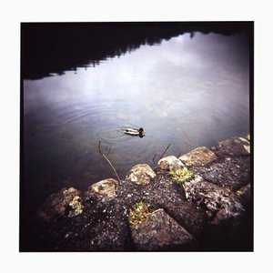 Paul Cooklin, Canard sur Yew Tree Tarn, Photographie