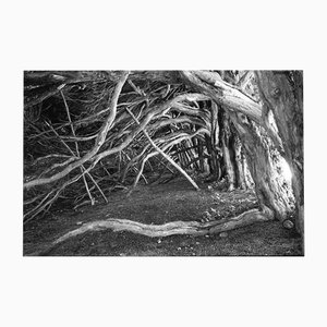 Paul Cooklin, Tree Roots and Branches, Photograph
