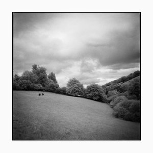 Paul Cooklin, Woodland, Photograph