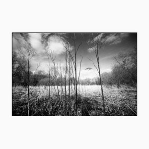 Paul Cooklin, Stems, Photograph