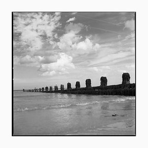 Paul Cooklin, Seagulls on Sea Groynes, Photograph