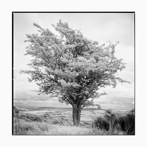 Paul Cooklin, Tree, Photograph