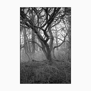 Paul Cooklin, Thornham Walks, Photograph