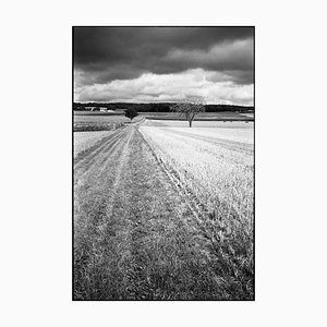 Paul Cooklin, Crop Field, Photograph