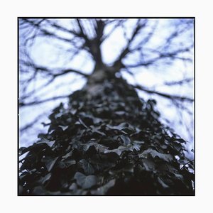 Paul Cooklin, Ivy I, Photographie