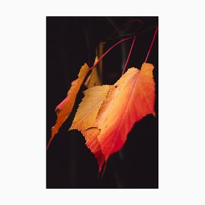 Paul Cooklin, Maple Leaves, Photograph