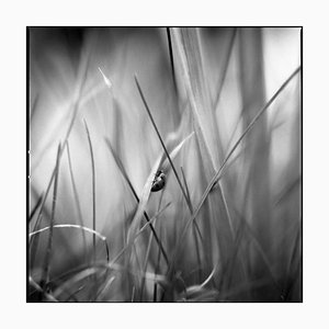 Paul Cooklin, Ladybird, Photograph