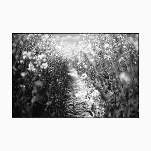 Paul Cooklin, Rapeseed, Photograph