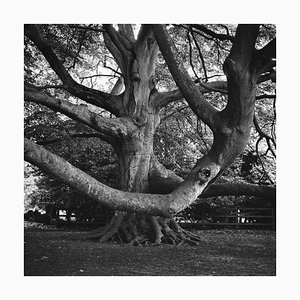 Paul Cooklin, Brandon Country Park, Photograph