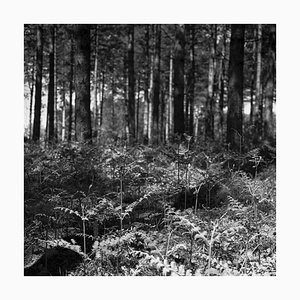 Paul Cooklin, Woodland, Photograph
