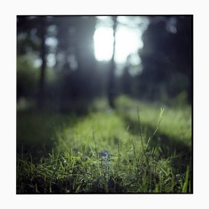 Paul Cooklin, Thornham Walks, Photograph