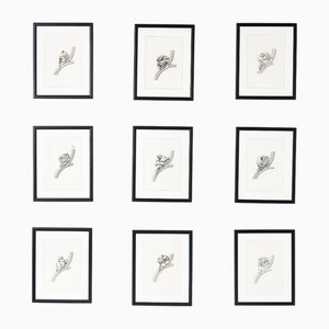 Artiste, France, Cathedral d'Auch, 1800s, Gravures, Set de 9