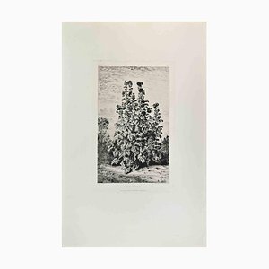 Alfred Taiée, Rose Trémière, Eau-forte, 1870s