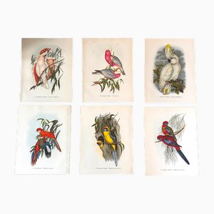John Gould, Tropical Bird Plates, 1948, Prints, Set of 6