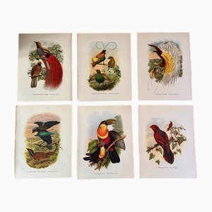 John Gould, Tropical Bird Plates, 1948, Prints, Set of 6