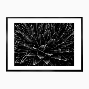 Ian Sanderson, Cactus, 1989, Archival Pigment Print