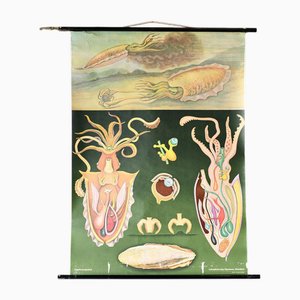 Canvas Wall Chart of the Squid by Jung Koch Quentell, 1960s