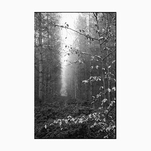 Paul Cooklin, Thorpe Forest, Photograph