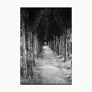 Paul Cooklin, Treeline, Photograph