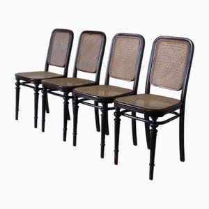 Modell 437 Stühle aus Bugholz von Gebrüder Thonet, Österreich, 1906, 4er Set
