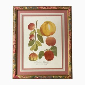 Nach Johann Weinmann, Apple Illustration, Reprint, 1800er, gerahmt