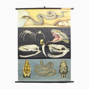 Póster de pared enrollable vintage con víbora común en forma de serpiente de Jung Koch Quentell, 1970