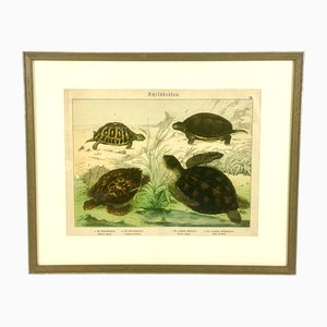 Gotthilf Heinrich Von Schubert, Turtles, 1886, Copperplate Engraving, Framed