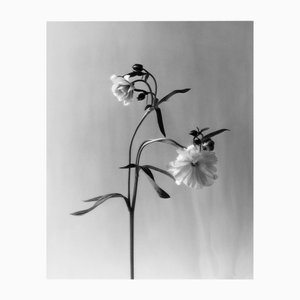 Ugne Pouwell, Ranunculus Butterfly, 2023, Fotografía