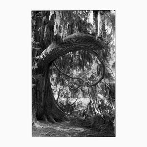 Ugne Pouwell, Tree Form, 2021, Photographie