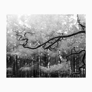 Ugne Pouwell, Baltic Pine, 2021, Photographie