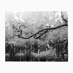 Ugne Pouwell, Baltic Pine, 2021, Photography