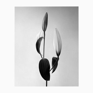 Ugne Pouwell, Lily, 2022, Photography