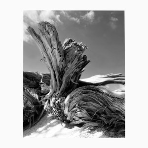 Ugne Pouwell, Cretan Tamarix, 2022, Photography